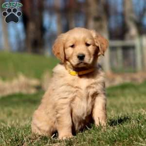 Ritz, Golden Retriever Puppy