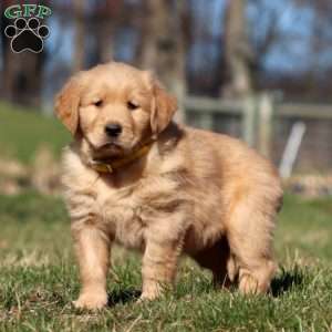 Ritz, Golden Retriever Puppy