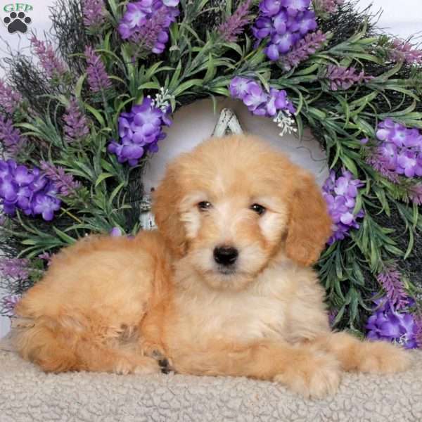 River, Goldendoodle Puppy