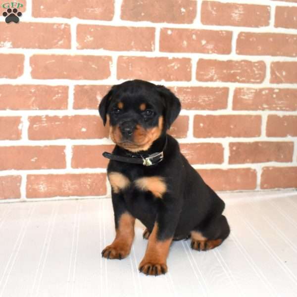 River, Rottweiler Puppy