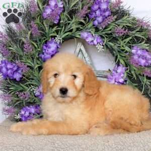 River, Goldendoodle Puppy