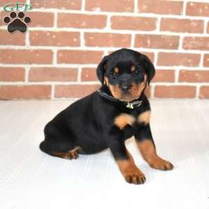 River, Rottweiler Puppy