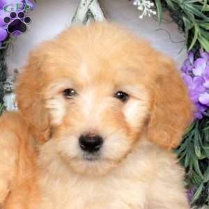 River, Goldendoodle Puppy