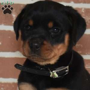 River, Rottweiler Puppy