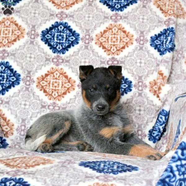 Rivet, Blue Heeler – Australian Cattle Dog Puppy