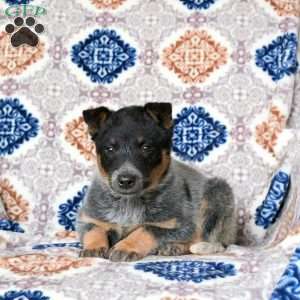 Rivet, Blue Heeler – Australian Cattle Dog Puppy