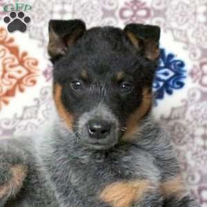 Rivet, Blue Heeler – Australian Cattle Dog Puppy