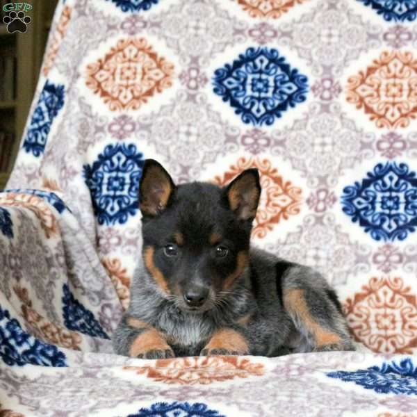 Rizzo, Blue Heeler – Australian Cattle Dog Puppy