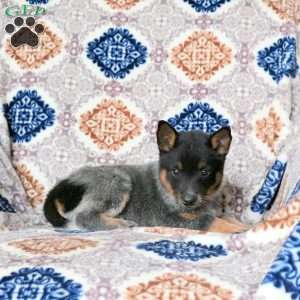 Rizzo, Blue Heeler – Australian Cattle Dog Puppy