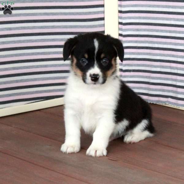 Robert, Pembroke Welsh Corgi Puppy