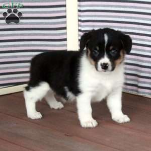 Robert, Pembroke Welsh Corgi Puppy