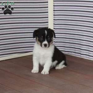 Robert, Pembroke Welsh Corgi Puppy