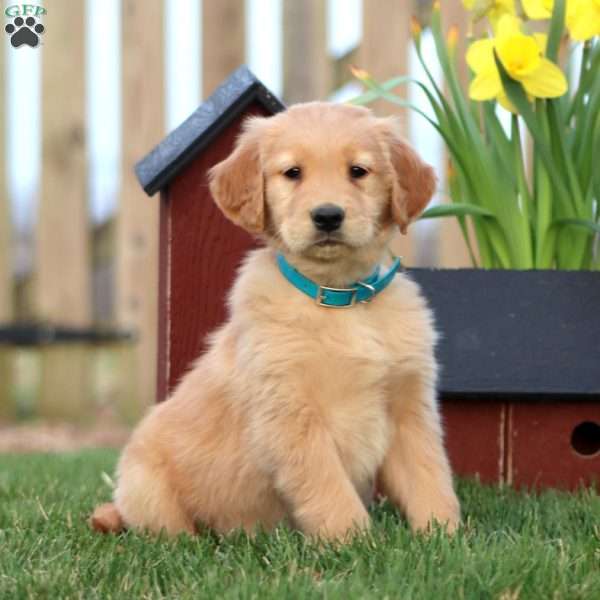 Robin Egg, Golden Retriever Puppy