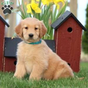 Robin Egg, Golden Retriever Puppy