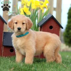 Robin Egg, Golden Retriever Puppy