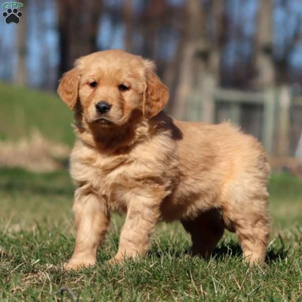 Robin, Golden Retriever Puppy