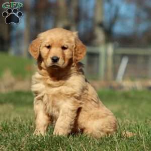 Robin, Golden Retriever Puppy
