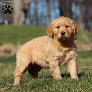 Robin, Golden Retriever Puppy