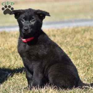 Robin, German Shepherd Puppy
