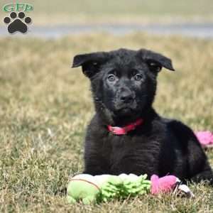 Robin, German Shepherd Puppy
