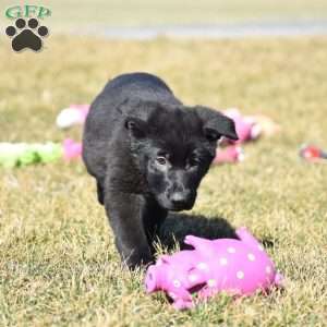Robin, German Shepherd Puppy