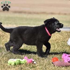 Robin, German Shepherd Puppy