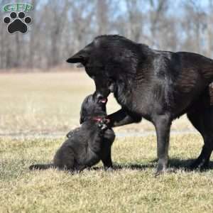 Robin, German Shepherd Puppy