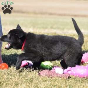 Robin, German Shepherd Puppy