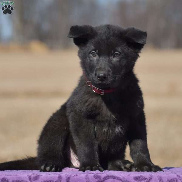 Rocket, German Shepherd Puppy