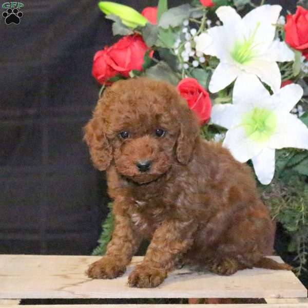 Rocket – F1B, Mini Goldendoodle Puppy