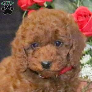 Rocket – F1B, Mini Goldendoodle Puppy