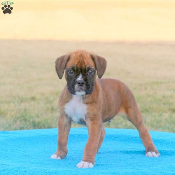 Rocky, Boxer Puppy