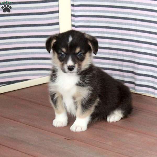 Rocky, Pembroke Welsh Corgi Puppy