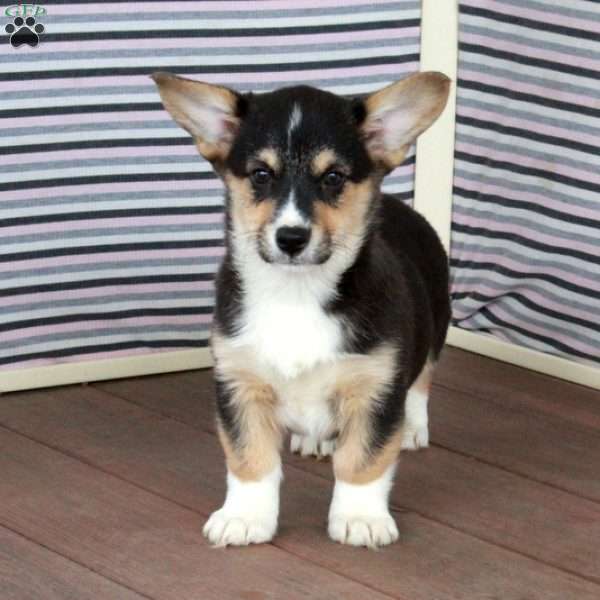 Rocky, Pembroke Welsh Corgi Puppy