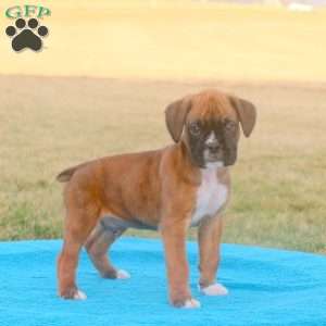 Rocky, Boxer Puppy