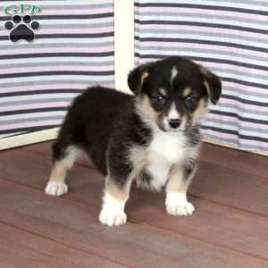 Rocky, Pembroke Welsh Corgi Puppy