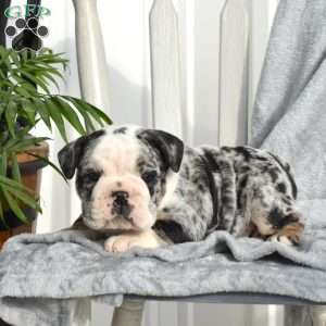Rocky, English Bulldog Puppy