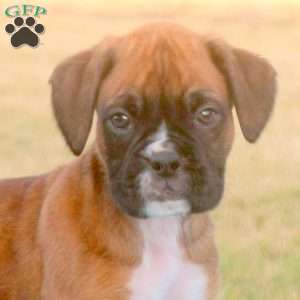 Rocky, Boxer Puppy