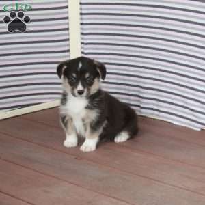 Rocky, Pembroke Welsh Corgi Puppy