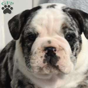 Rocky, English Bulldog Puppy