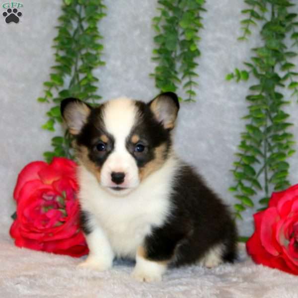 Rocky, Pembroke Welsh Corgi Puppy
