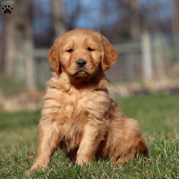 Rocky, Golden Retriever Puppy