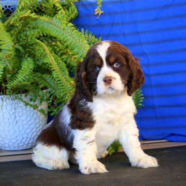 Rocky, Cocker Spaniel Puppy