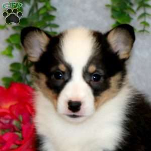 Rocky, Pembroke Welsh Corgi Puppy