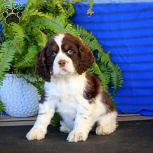 Rocky, Cocker Spaniel Puppy