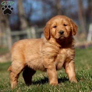 Rocky, Golden Retriever Puppy