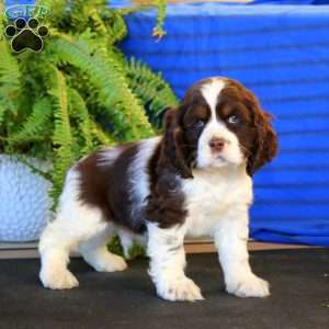 Rocky, Cocker Spaniel Puppy