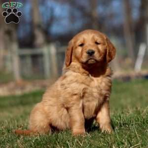 Rocky, Golden Retriever Puppy