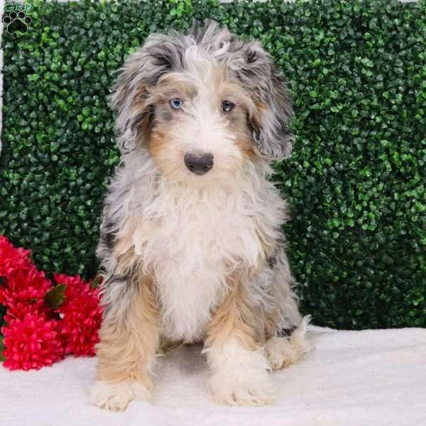 Rocky, Mini Bernedoodle Puppy