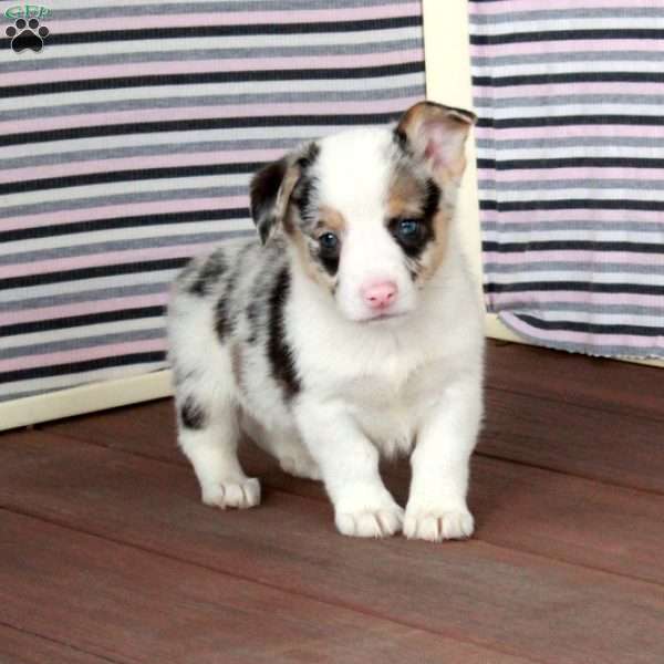 Rodger, Pembroke Welsh Corgi Puppy